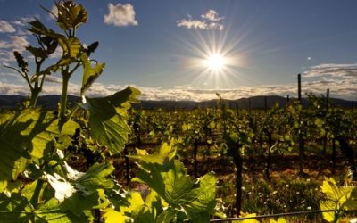 Rural Algarve Property