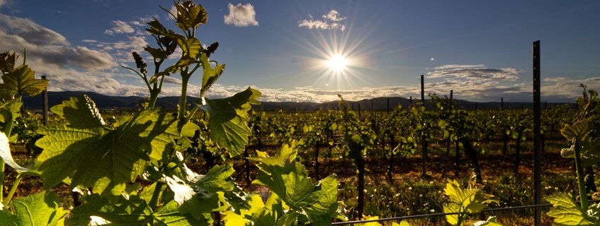 aa5e2be133-1626024742_6bed623f-96a3-4c66-8b8d-a9347ce30dab